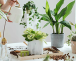 Estos son los beneficios de tener plantas en elinterior del hogar Estos son los beneficios de tener plantas en elinterior del hogar