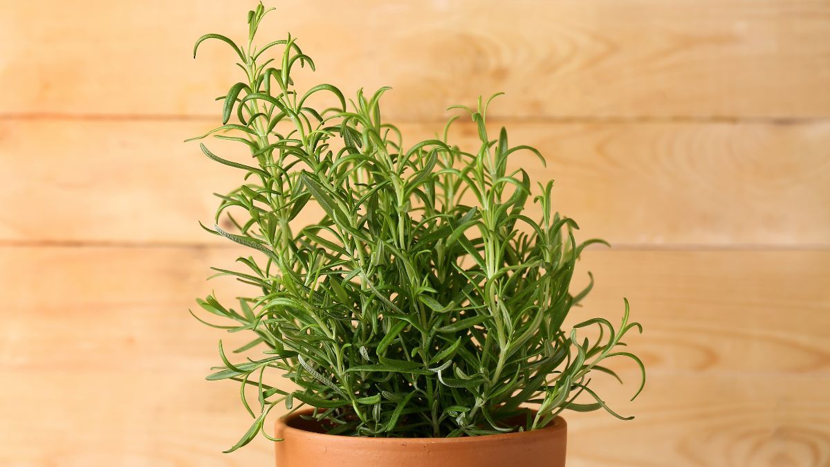 En qué lugar del hogar ubicar romero para atraer prosperidad.