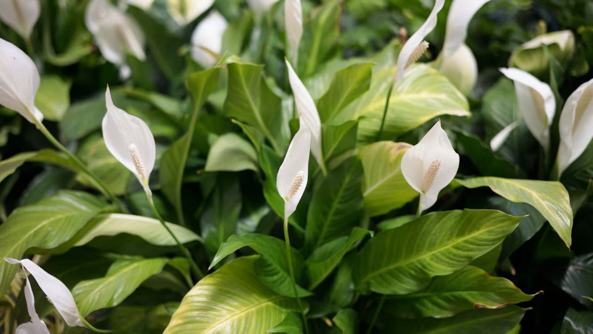 El lirio de la paz atrae la armon&iacute;a al hogar.&nbsp;