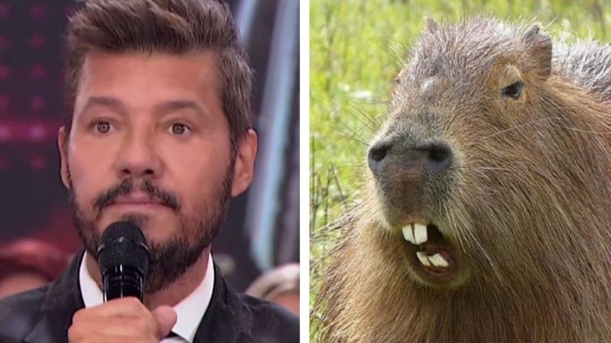 Un grupo de carpinchos invadió la casa de Marcelo Tinelli en Nordelta