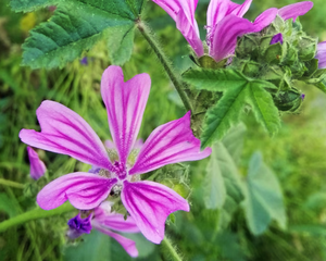 Malva, el aliado herbal para combatir el frío. Malva, el aliado herbal para combatir el frío.