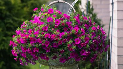 Transforma tu balcón con estas plantas que florecen desde octubre hasta marzo