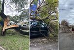 Tras el temporal, el municipio recibió más de 50 reclamos por árboles y postes caídos