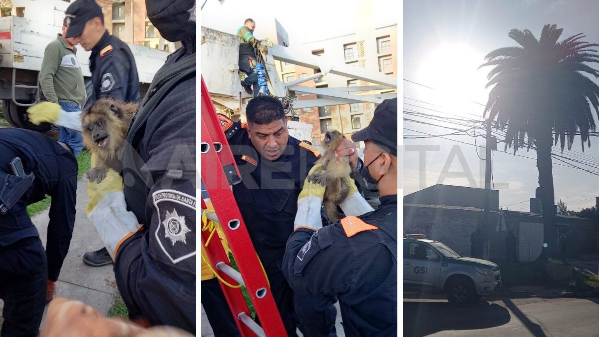 Así rescataron a un mono carayá de una palmera en el norte de la ciudad de Santa Fe.