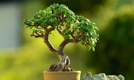 Dónde colocar el árbol de jade para atraer abundancia, según el Feng Shui Dónde colocar el árbol de jade para atraer abundancia, según el Feng Shui