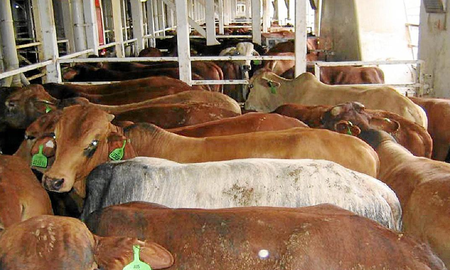 Aire de Santa Fe | El buque Spiridon II, de bandera togolesa, inició su viaje de regreso a Montevideo luego de pasar más de tres semanas anclado frente al puerto turco de Bandirma sin poder descargar las 2.901 vacas uruguayas que transportaba.