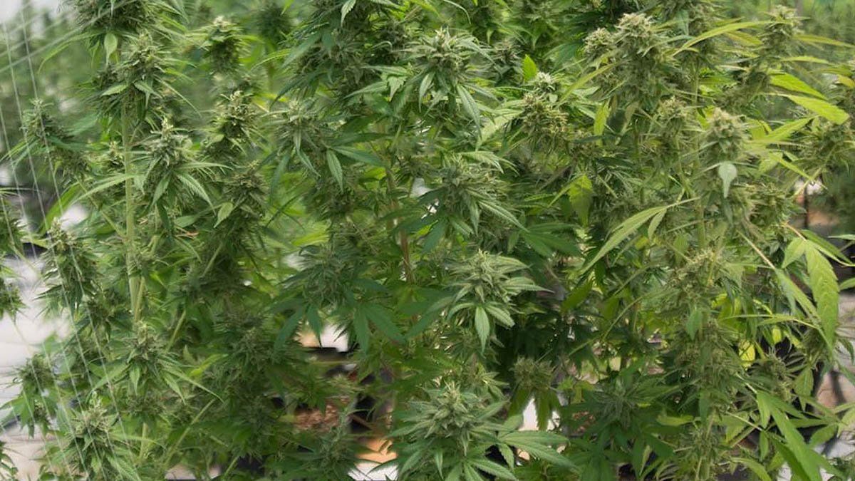 Misiopharma es una empresa Sociedad del Estado de la provincia de Misiones