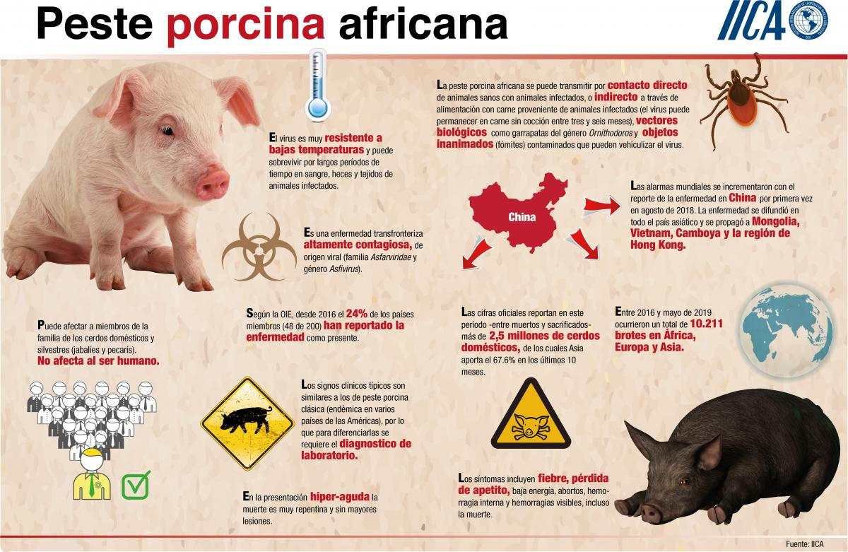  El Instituto Interamericano de Cooperación para la Agricultura (IICA) exhortó a reforzar la salud animal y fortalecer los servicios veterinarios públicos y privados en sus 34 Estados Miembros para evitar la reaparición de la Peste Porcina Africana (PPA) en el continente americano.