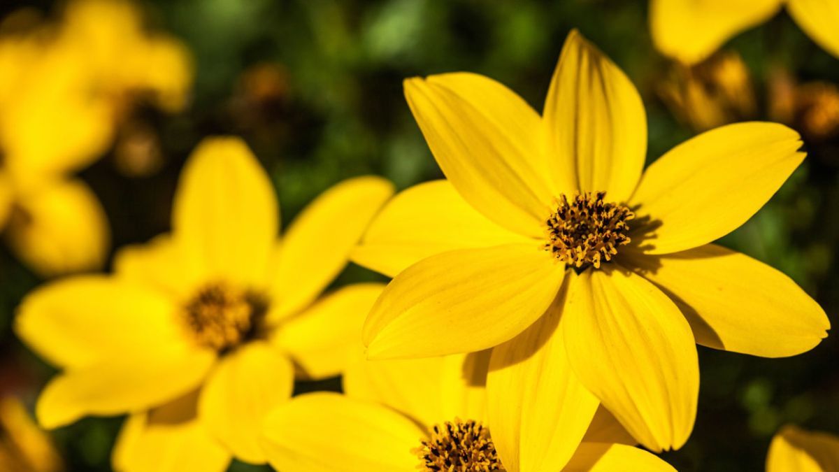 Tolera altas temperaturas y florece durante todo el verano sin requerir cuidados intensivos. Tolera altas temperaturas y florece durante todo el verano sin requerir cuidados intensivos.