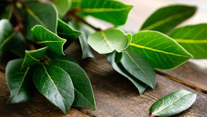 Para qué sirve colocar hojas de laurel en casa en Semana Santa y cómo hacerlo