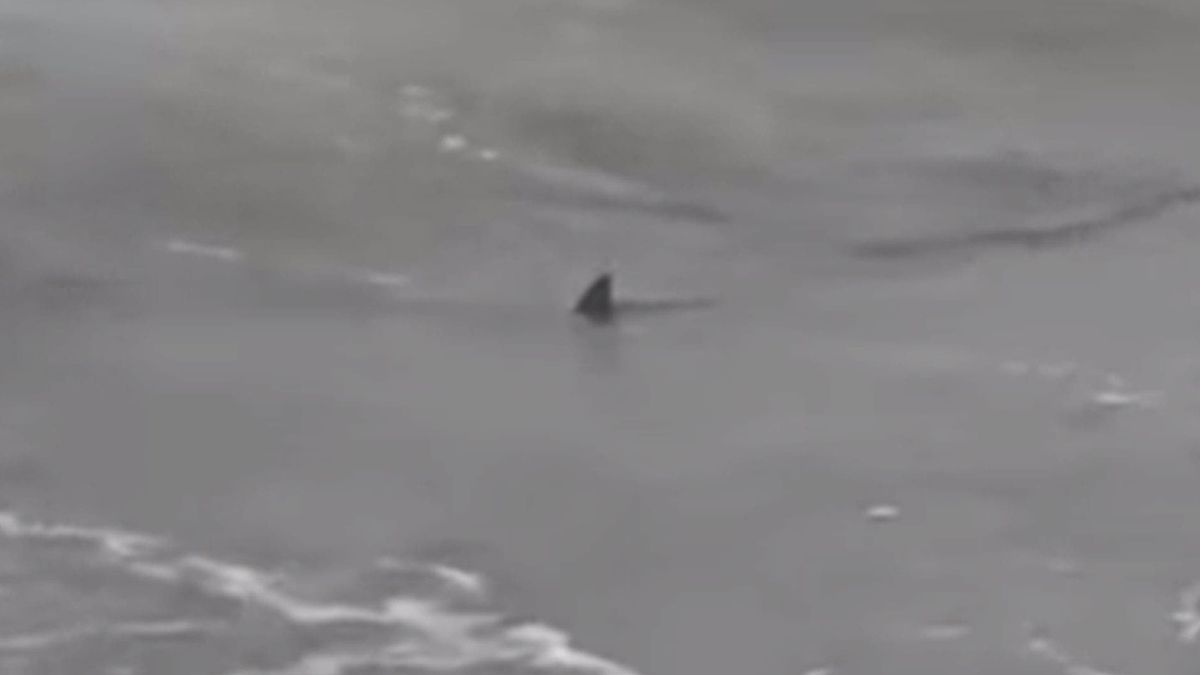 Aparecieron tres tiburones en playas de Monte Hermoso