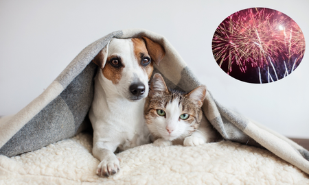 Cómo proteger a las mascotas de la pirotecnia Cómo proteger a las mascotas de la pirotecnia