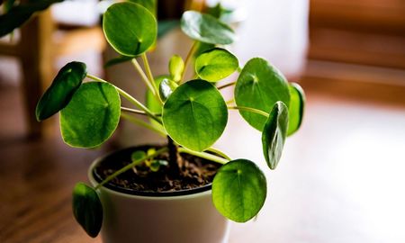 La Pilea peperomioides es una de las especies más buscadas en decoración de interiores por su estética minimalista y su simbología de prosperidad. La Pilea peperomioides es una de las especies más buscadas en decoración de interiores por su estética minimalista y su simbología de prosperidad.