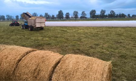 Los rendimientos promedio variaron entre 14 y 16 metros de bolsa por hectárea durante la última semana, según el SEA. Foto: Agrosilos Los rendimientos promedio variaron entre 14 y 16 metros de bolsa por hectárea durante la última semana, según el SEA. Foto: Agrosilos