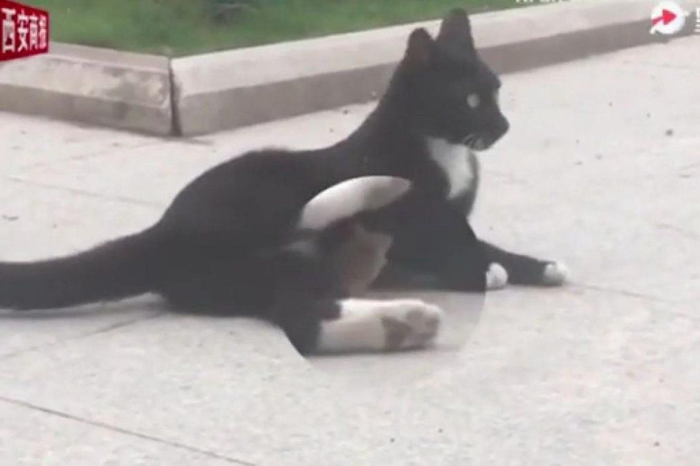 Video viral: un gato y un ratón como Tom y Jerry.