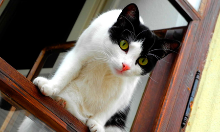 Un gato sobreprotector cuida de un bebé para que no se caiga de un balcón Un gato sobreprotector cuida de un bebé para que no se caiga de un balcón