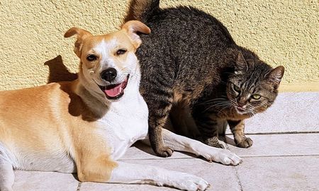 desmienten el mito sobre la rivalidad innata entre perros y gatos desmienten el mito sobre la rivalidad innata entre perros y gatos