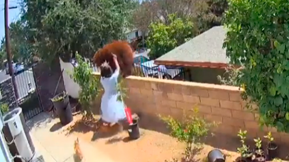 El video de la cámara de seguridad captan el momento en que un oso negro y sus dos crías intentan pasar por el muro de la casa de Hailey Morinico cuando los perros comienzan a ladrarle y a gruñir.&nbsp;