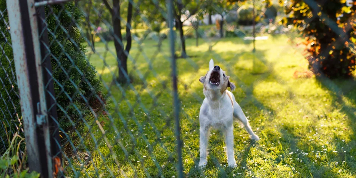 Por qué ladran los perros: las razones más comunes y el contexto