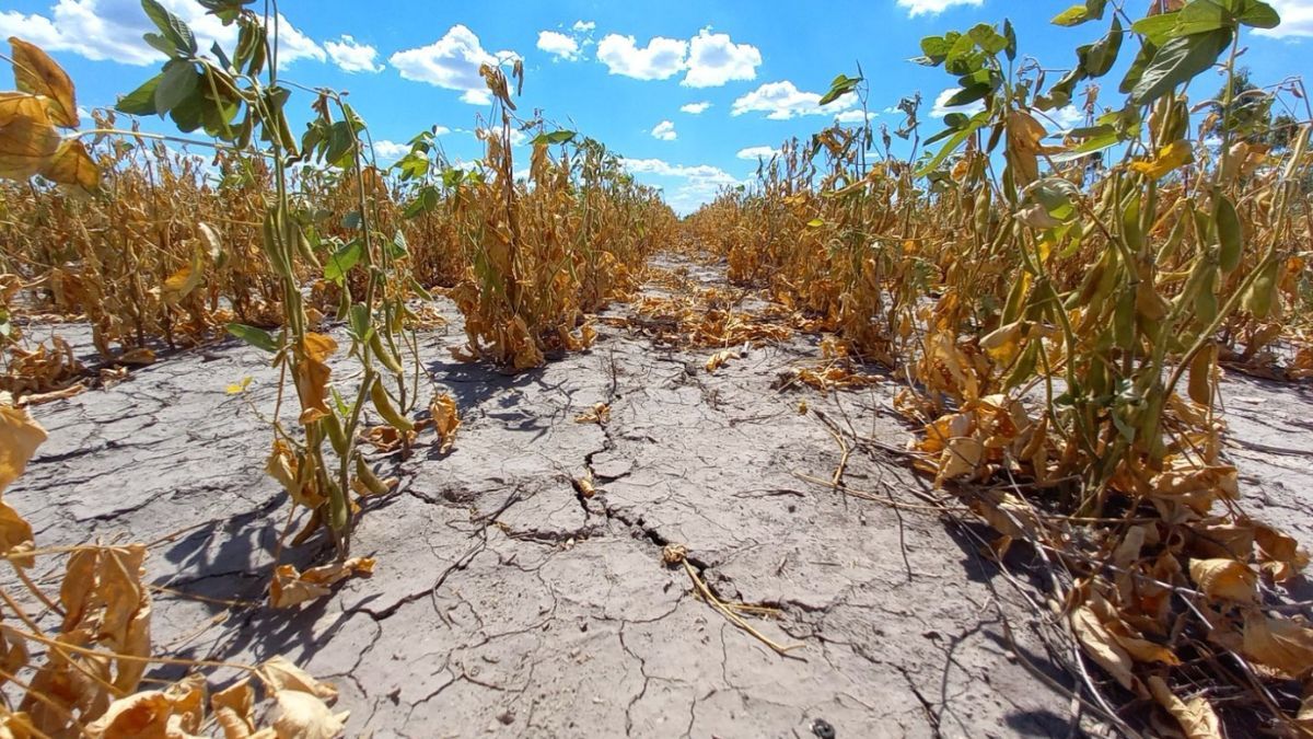 Un informe del Centro de Estudios DEMOS advierte sobre el impacto del cambio climático  en la economía argentina. 