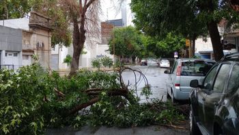 Tras el viento y las lluvias: se desprendió parte de un árbol en las calles del centro de Santa Fe