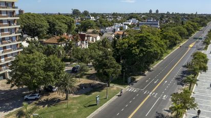 Veredas que florecen: la iniciativa en Santa Fe que permite pedir un árbol gratis para tu casa