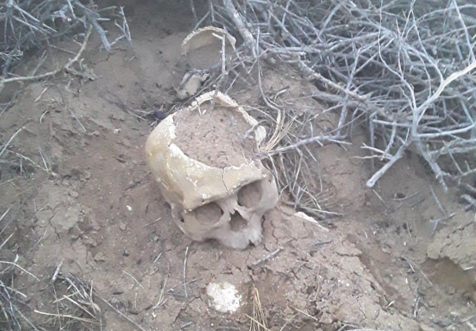 Cr&aacute;neo encontrado en Santa Cruz.