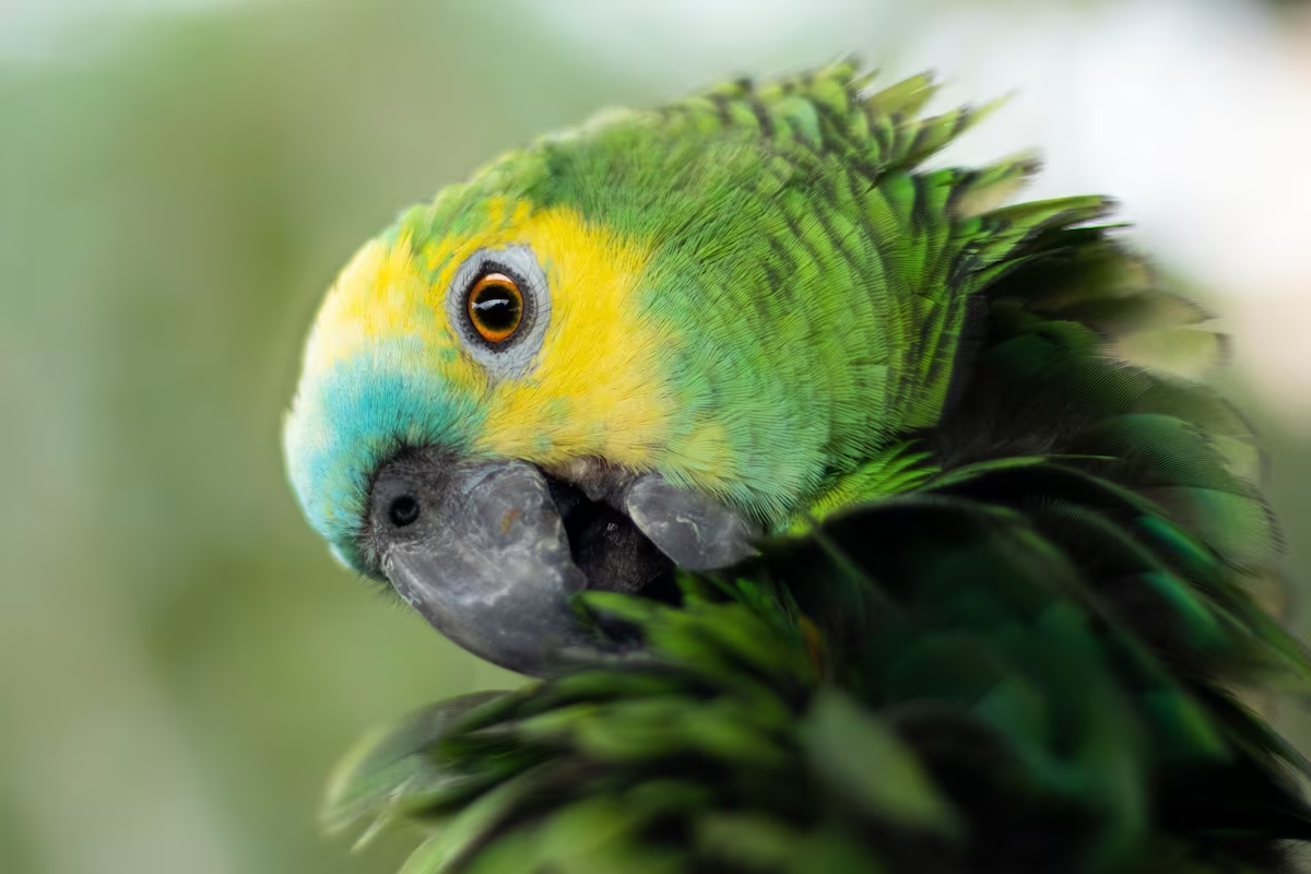 Psitacosis: cómo se transmite la enfermedad transmitida por aves