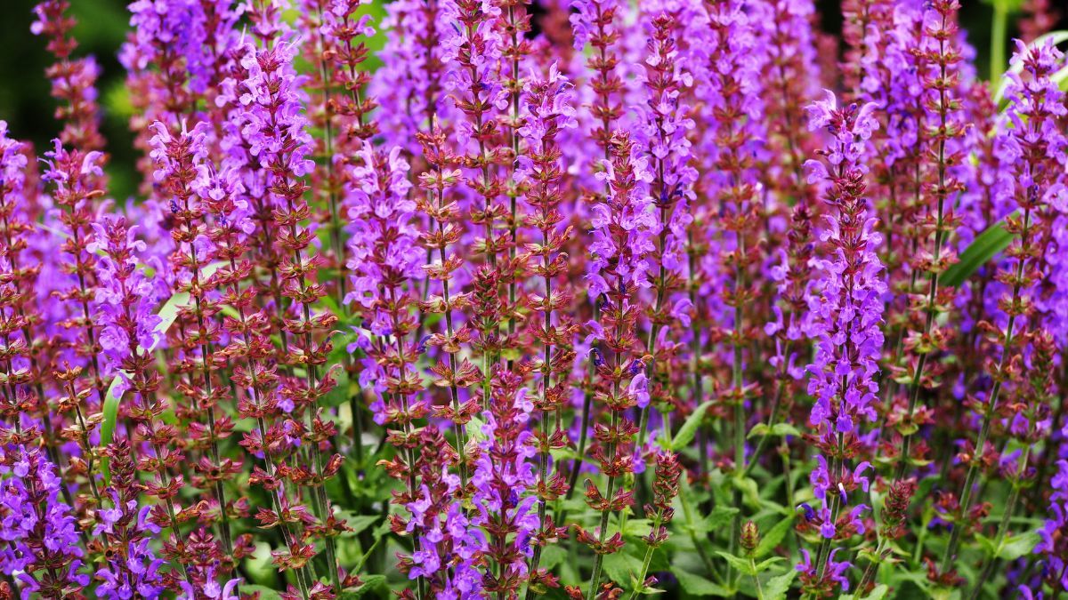 La salvia se destaca por su facilidad de cuidado y sus colores vibrantes. La salvia se destaca por su facilidad de cuidado y sus colores vibrantes.