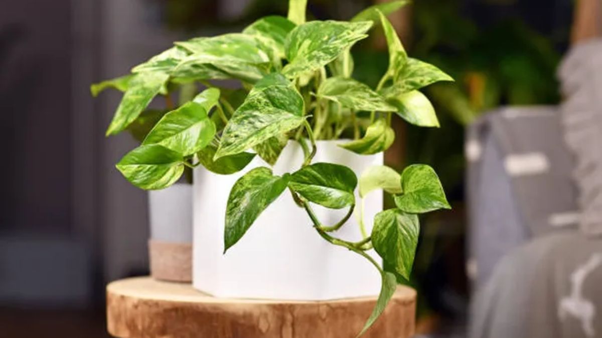 Plantas como la sansevieria, el pothos y el helecho Boston son opciones ideales para mejorar la calidad del aire en espacios pequeños y con poco sol. Plantas como la sansevieria, el pothos y el helecho Boston son opciones ideales para mejorar la calidad del aire en espacios pequeños y con poco sol.