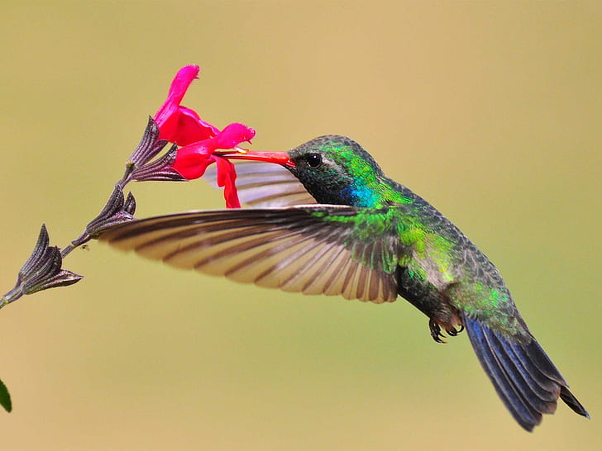El colibrí prefiere las flores rojas o amarillas, tubulares y colgantes.