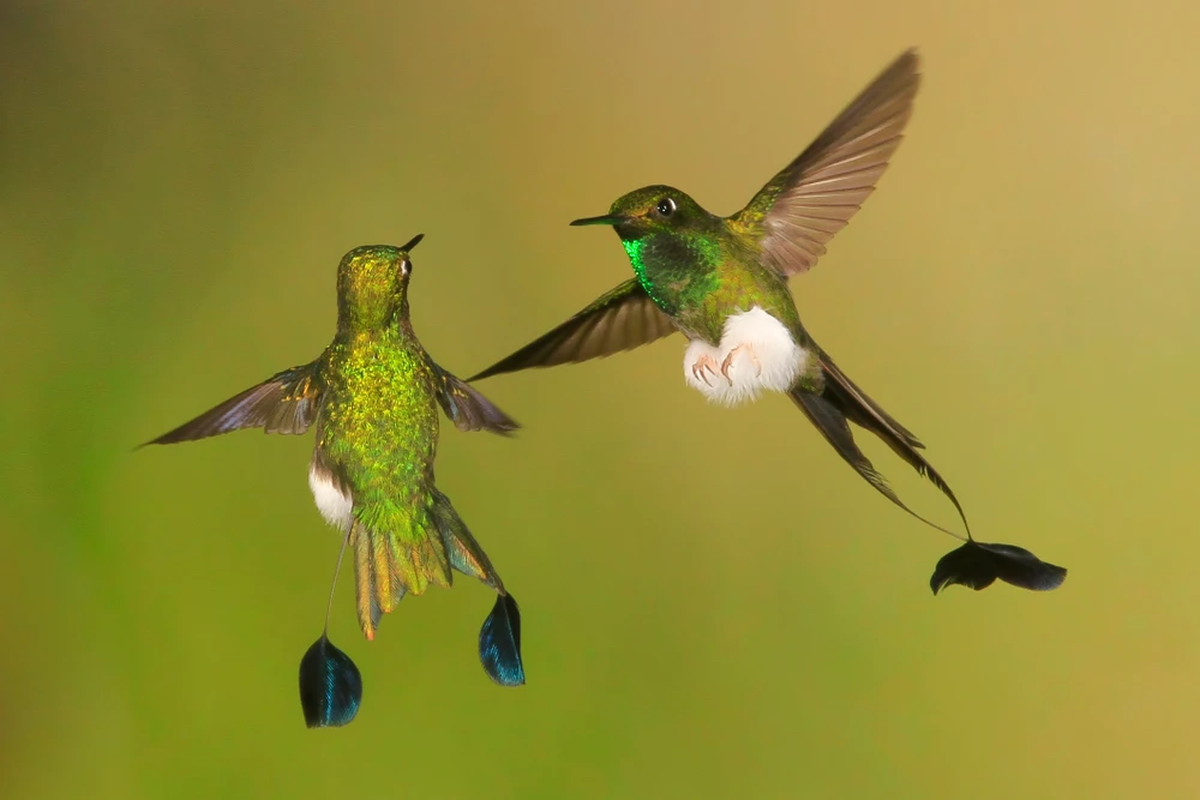 Cuántos colibrís hay en el mundo