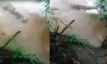 indignante: tiraron una perra al rio para que la devorara un cocodrilo y lo filmaron indignante: tiraron una perra al rio para que la devorara un cocodrilo y lo filmaron