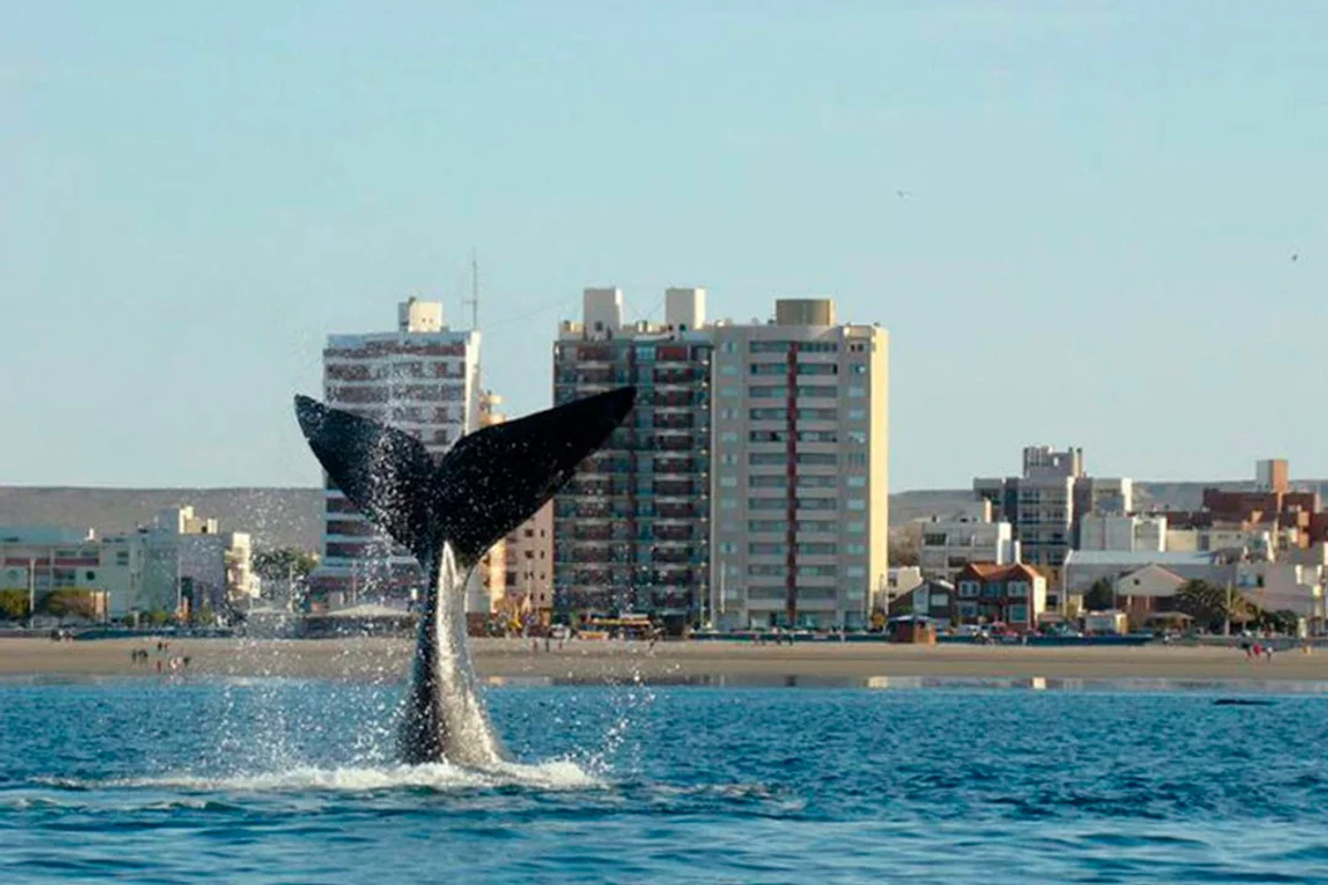 Las ballenas se pueden apreciar fácilmente desde la costa de Puerto Madryn. Las ballenas se pueden apreciar fácilmente desde la costa de Puerto Madryn. 