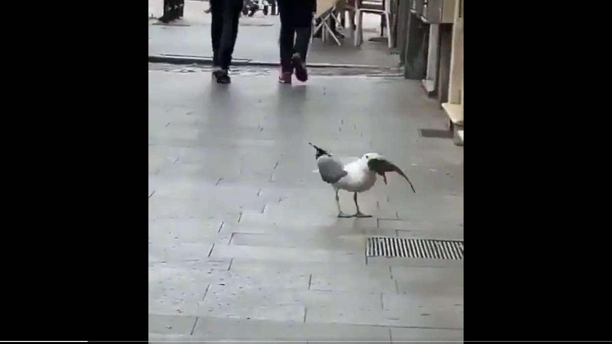 Video: una gaviota engulle una rata entera en plena calle de Roma