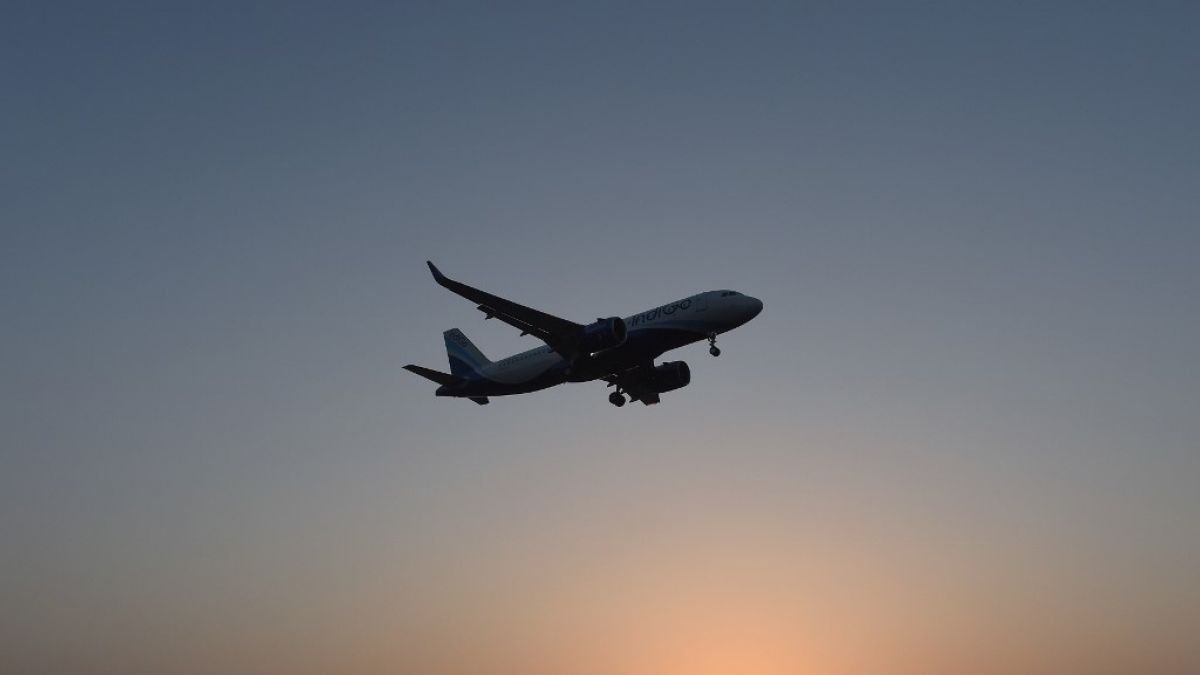 Dos personas viajaron en avión con el cadáver de un extraño animal en la valija