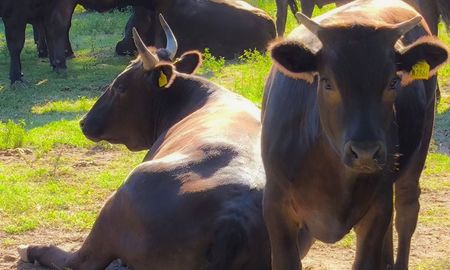 wagyu y conservacion: carne de alta gama en una reserva natural de entre rios wagyu y conservacion: carne de alta gama en una reserva natural de entre rios