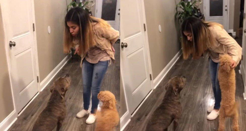 Retó a su perro por escaparse de su casa y para pedirle perdón la abrazó