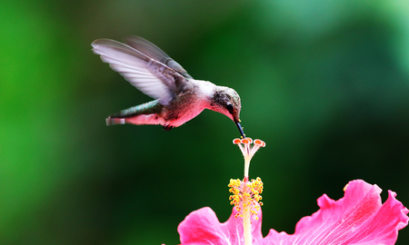 El colibrí: el pájaro que ayuda a las plantas a tener sexo El colibrí: el pájaro que ayuda a las plantas a tener sexo