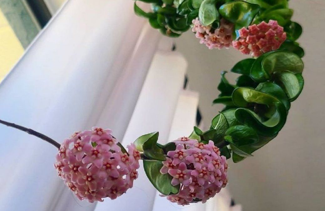 Hoya carnosa compacta