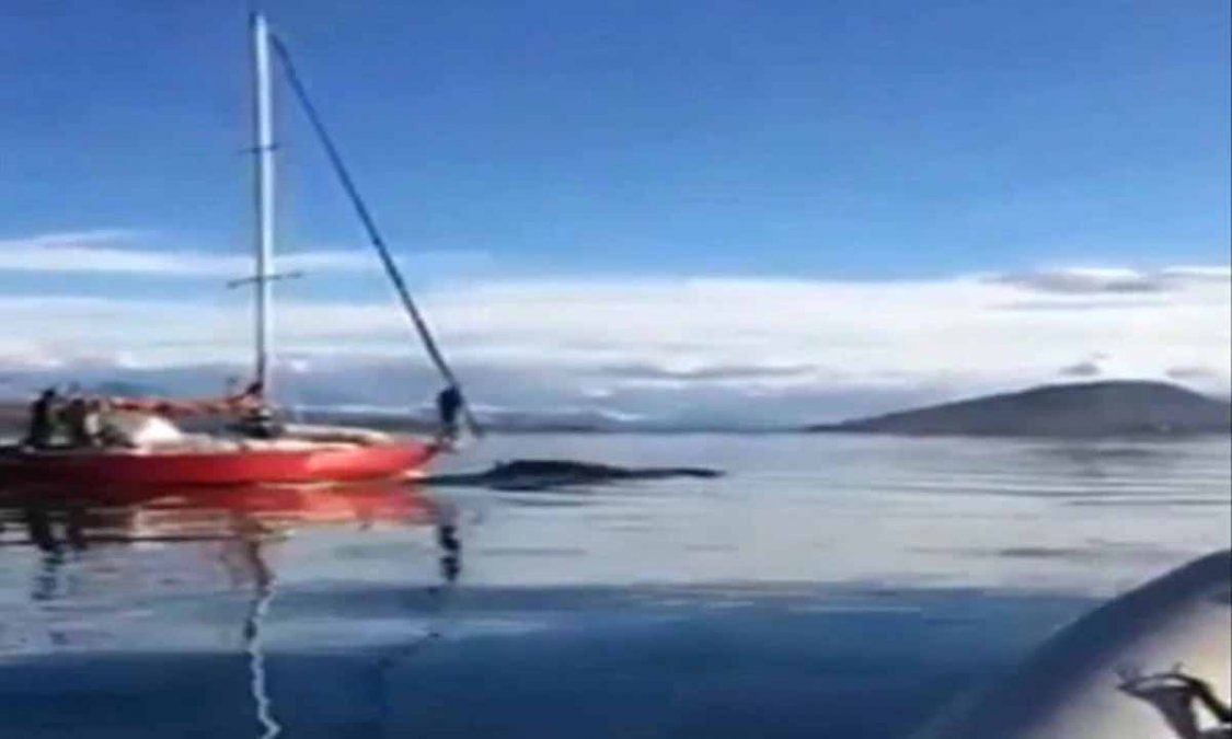 Identificaron al velero que embistió una ballena en el Canal Beagle