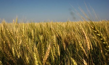 “El precio de los cultivos quedó por detrás de la inflación en pesos de los principales insumos utilizados en la producción, indicó la Bolsa de Cereales de Entre Ríos. “El precio de los cultivos quedó por detrás de la inflación en pesos de los principales insumos utilizados en la producción, indicó la Bolsa de Cereales de Entre Ríos.