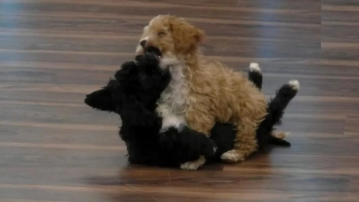 Romina fue eliminada de Gran Hermano y se llevó a uno de los cachorros.