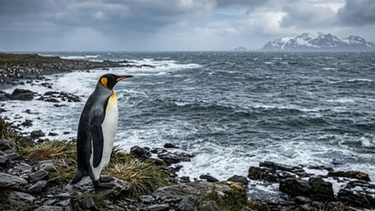 El calentamiento del océano obliga a los pingüinos a viajar cada vez más lejos para alimentar a sus crías