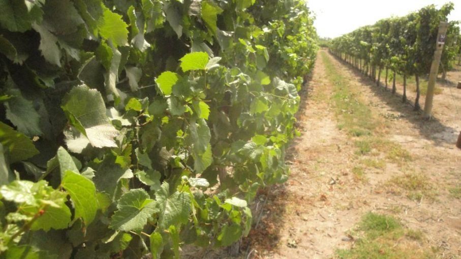 Presente en la firma del convenio, el intendente de la Ciudad de Mendoza, Ulpiano Suárez, prometió "articular políticas públicas porque estamos convencidos que el sector vitivinícola y las industrias creativas son necesarias para el desarrollo".