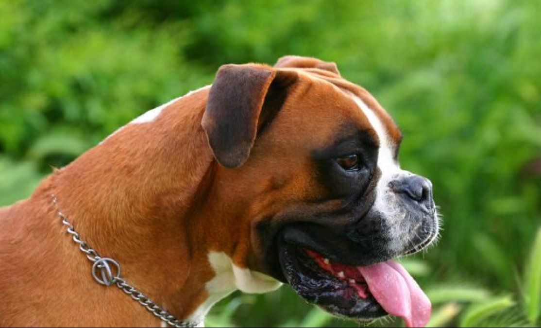 Cuáles son las razas de perros más cariñosas