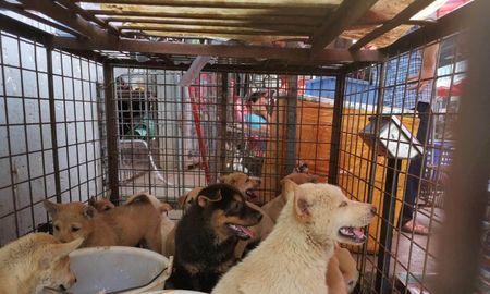Perros China. Perros China.