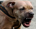 Quiso defender a su perro de un pitbull, que la atacó y mató Quiso defender a su perro de un pitbull, que la atacó y mató
