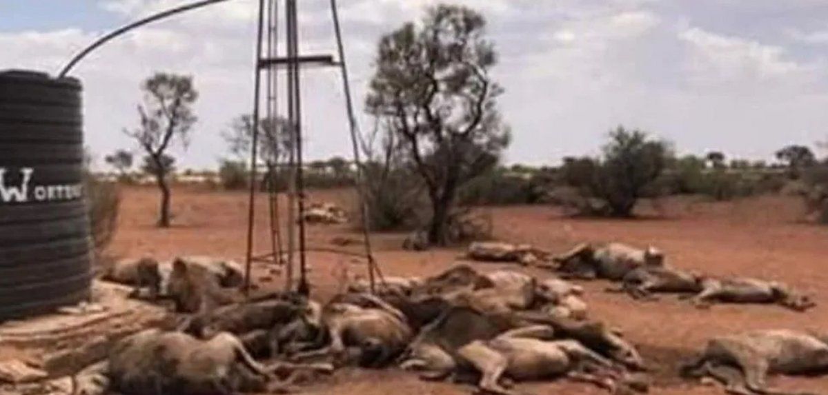 Comenzó la matanza de camellos en Australia