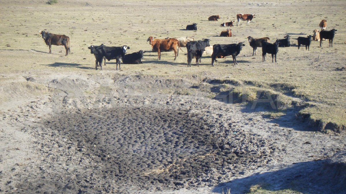 La sequía empezó a tener su impacto en la ganadería